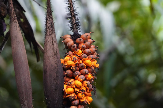 Murumuru Butter: A Precious Ally from the Heart of the Amazon