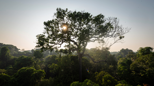 Brazil Nut Oil: The Amazon's Golden Treasure
