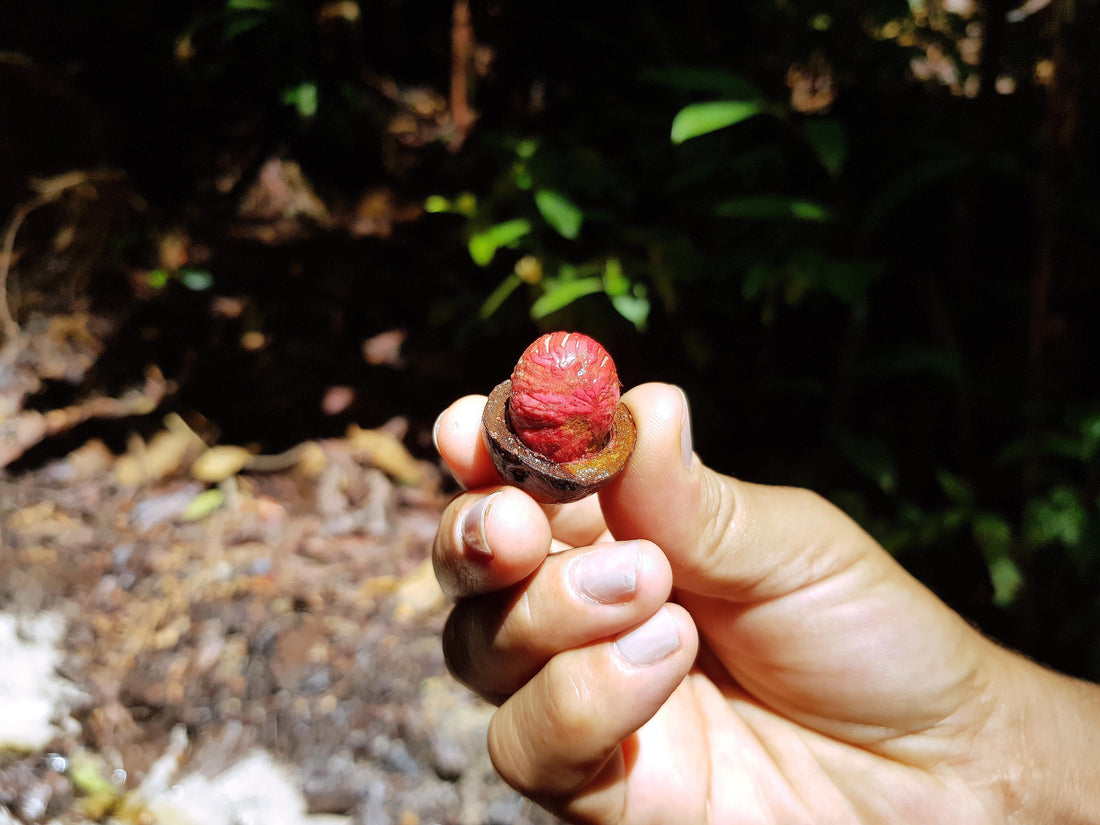 close-up of hand holding ucuuba fruit